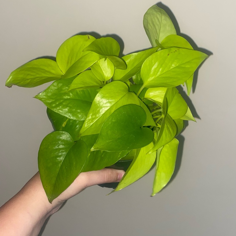 Neon pothos
